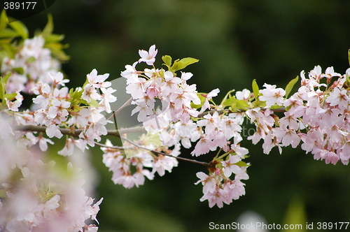 Image of Spring in the garden