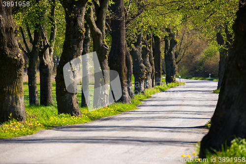 Image of asphalt road and tree alley