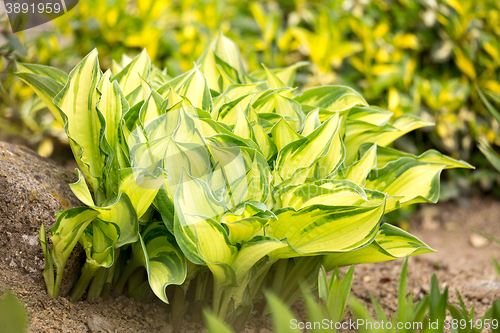 Image of two color green plant leaf 