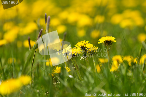 Image of spring flowers dandelions