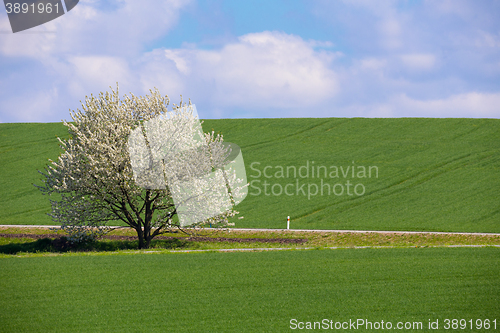 Image of spring flowering tree in countryside