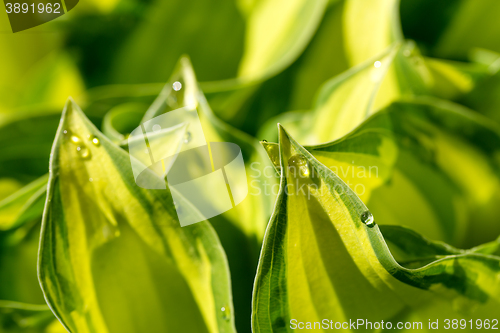 Image of water drops on green plant leaf 