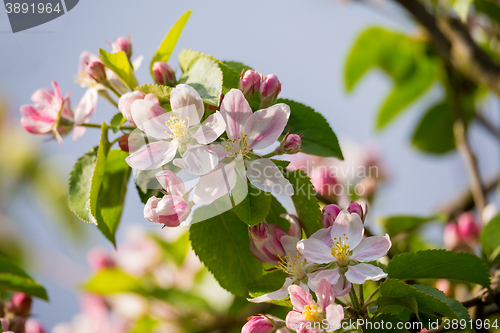 Image of Blooming apple in spring 