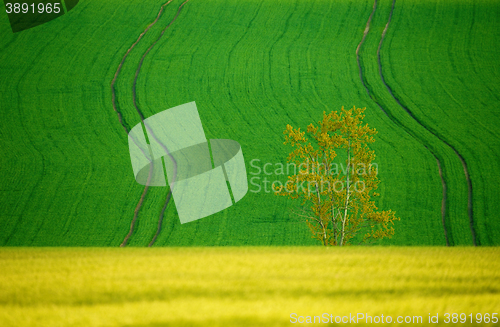 Image of Beautiful summer rural landscape lines