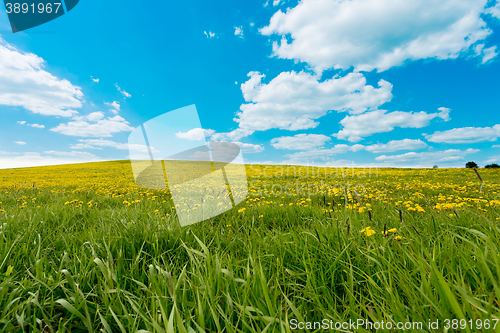 Image of spring flowers dandelions