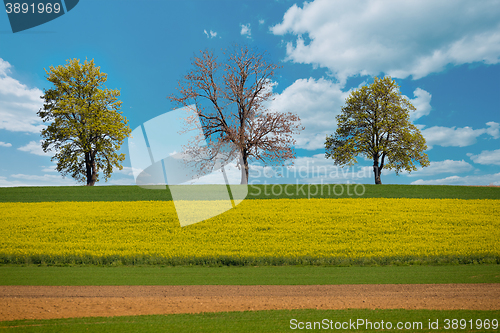 Image of Beautiful summer rural landscape