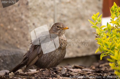 Image of female of Common blackbird