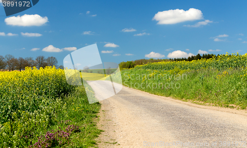 Image of Beautiful summer rural landscape