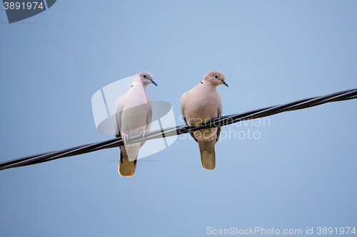 Image of Collared Doves in love