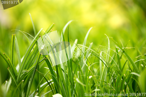 Image of green grass plant leaf background