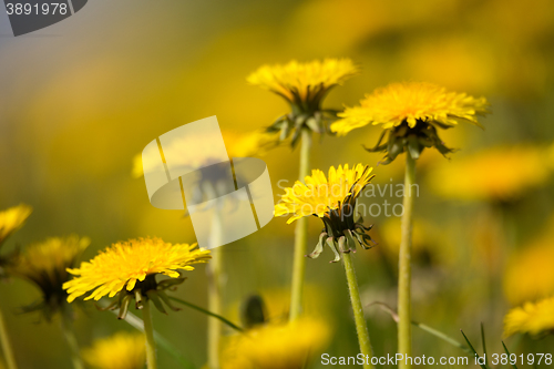 Image of spring flowers dandelions