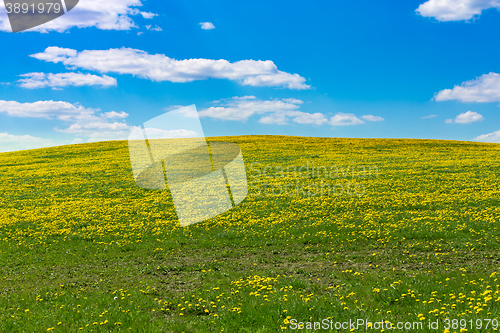 Image of spring flowers dandelions