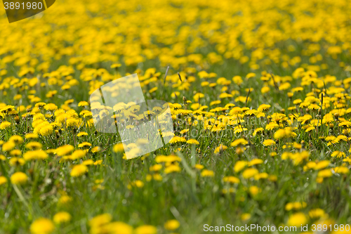 Image of spring flowers dandelions