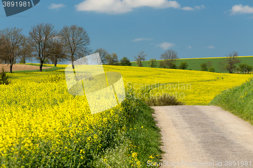 Image of Beautiful summer rural landscape