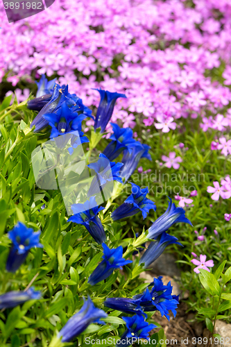 Image of Trumpet gentian, blue spring flower in garden