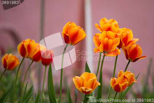 Image of spring orange tulips