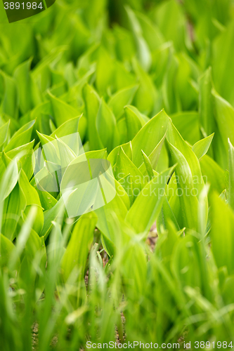 Image of two color green plant leaf 