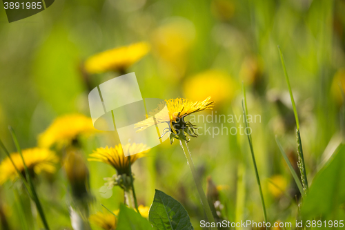 Image of spring flowers dandelions