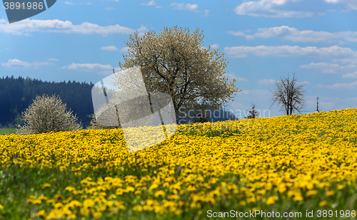 Image of spring flowers dandelions