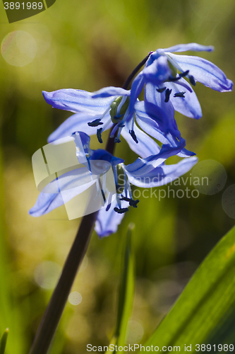 Image of scilla