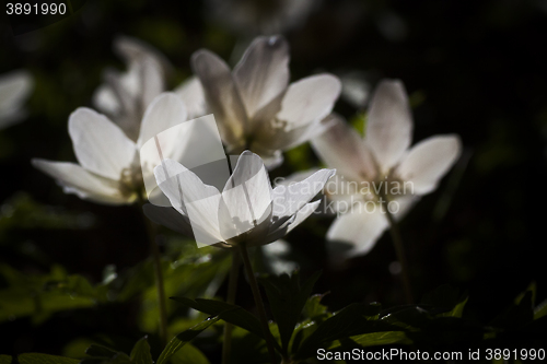 Image of wood anemones