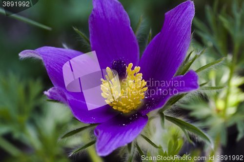 Image of pasque flower