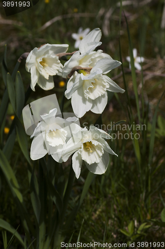 Image of poet´s daffodils