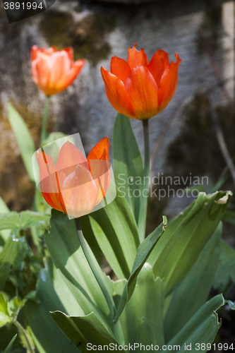 Image of tulips