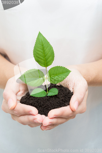 Image of hands holding young plant 