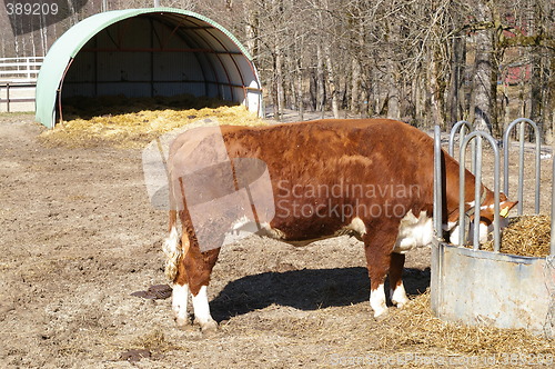 Image of Cow eating hay