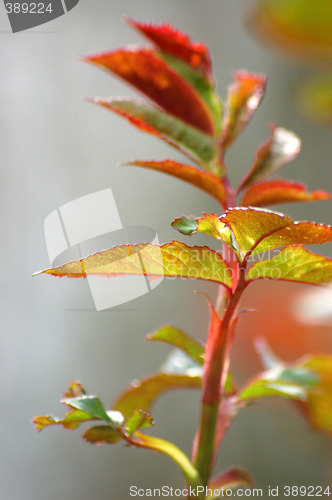 Image of Plants in the garden. Spring