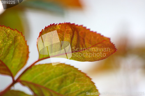Image of Macro. Spring