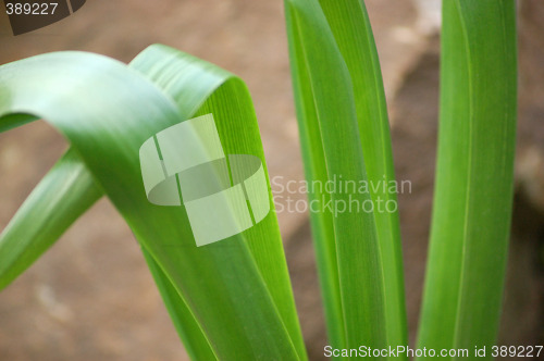 Image of Greenworld