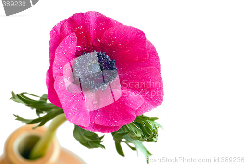 Image of Anemone coronaria flower with droplets