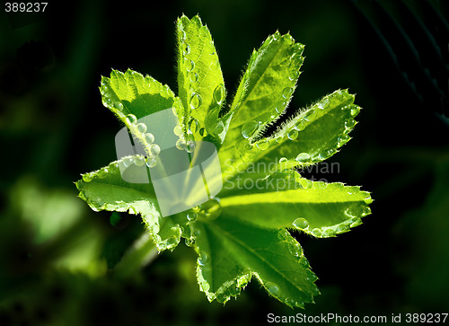 Image of drops at the edge of leaf