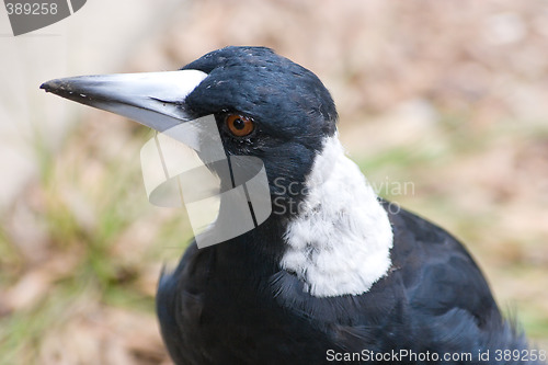 Image of Magpie