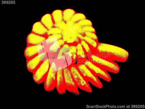 Image of shell