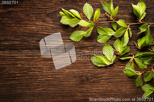 Image of Background leaves