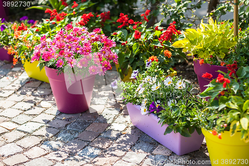 Image of Flower pots