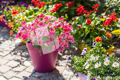 Image of Flower pots