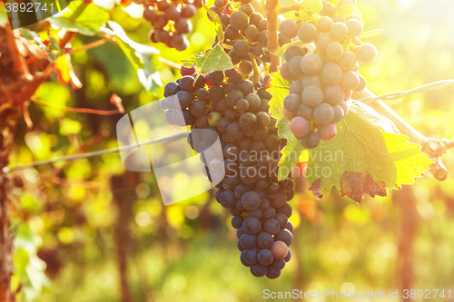 Image of Vineyards and grapes at sunset