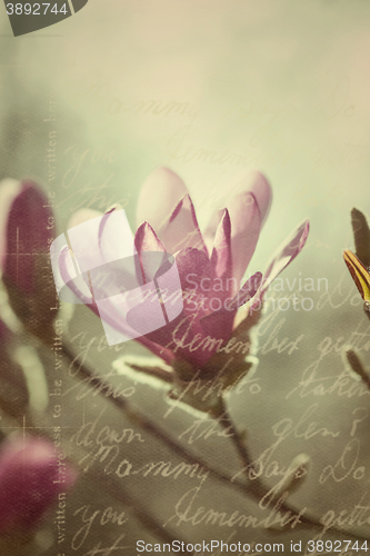 Image of Flowering pink magnolia in vintage style