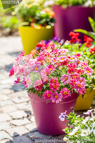 Image of Flower pots