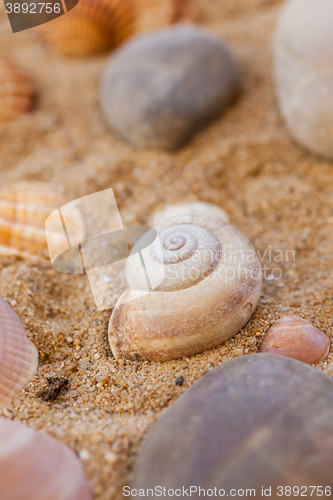 Image of Sea shells on sand