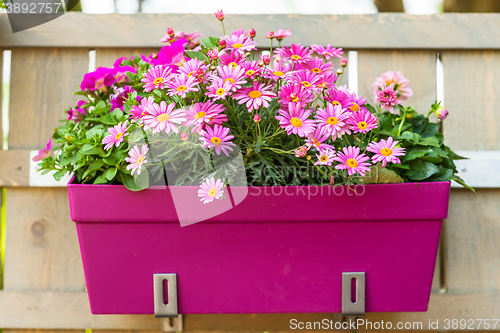 Image of Flower pot hanging on wooden fence