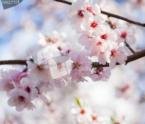 Image of Flowering cherry tree