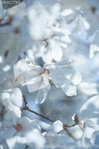 Image of Flowering white magnolia in vintage style