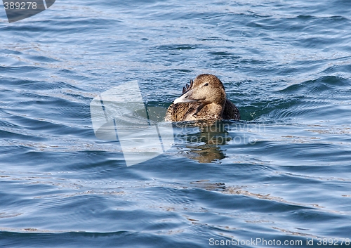 Image of Common eider,