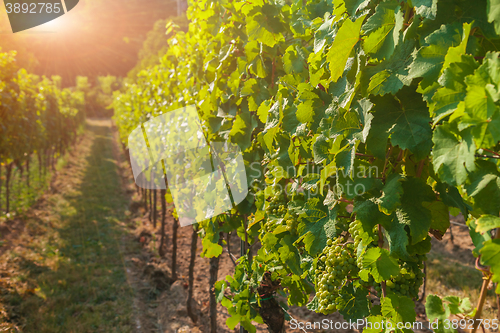 Image of Vineyards and grapes at sunset