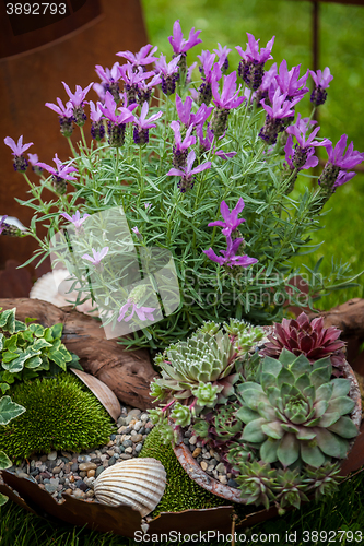 Image of Plants in different pots decorated as stone garden